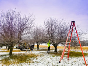 Winter Tree Pruning – Why It Works