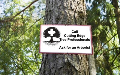 4 Signs Your Trees May Give That It’s Time To Call An Arborist
