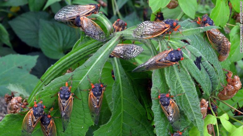 Hot Topic Cicadas