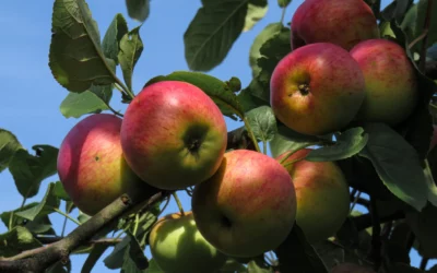 Common Apple Tree Diseases