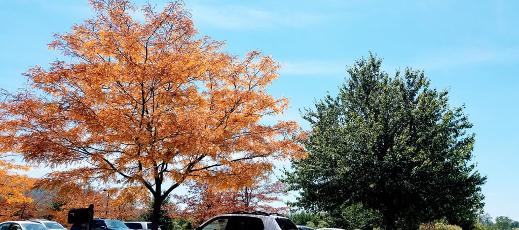 Trees may 'flag' in late summer or fall when they turn colors or defoliate loosing their leaves earlier than other trees. This can sometimes indicate issues