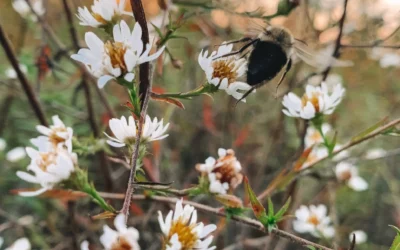 3 Things You Can Do To Help Pollinators This Fall