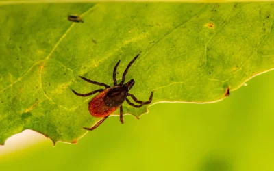 It’s Tick Season: What To Do And What To Avoid With Ticks