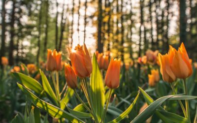 Four Easy Steps to Your Springtime Yard and Plant Healthcare Check