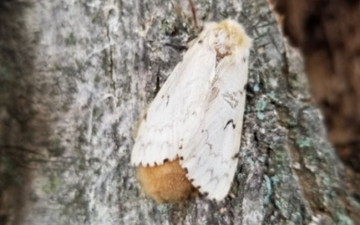 Summer Considerations for Spongy Moth