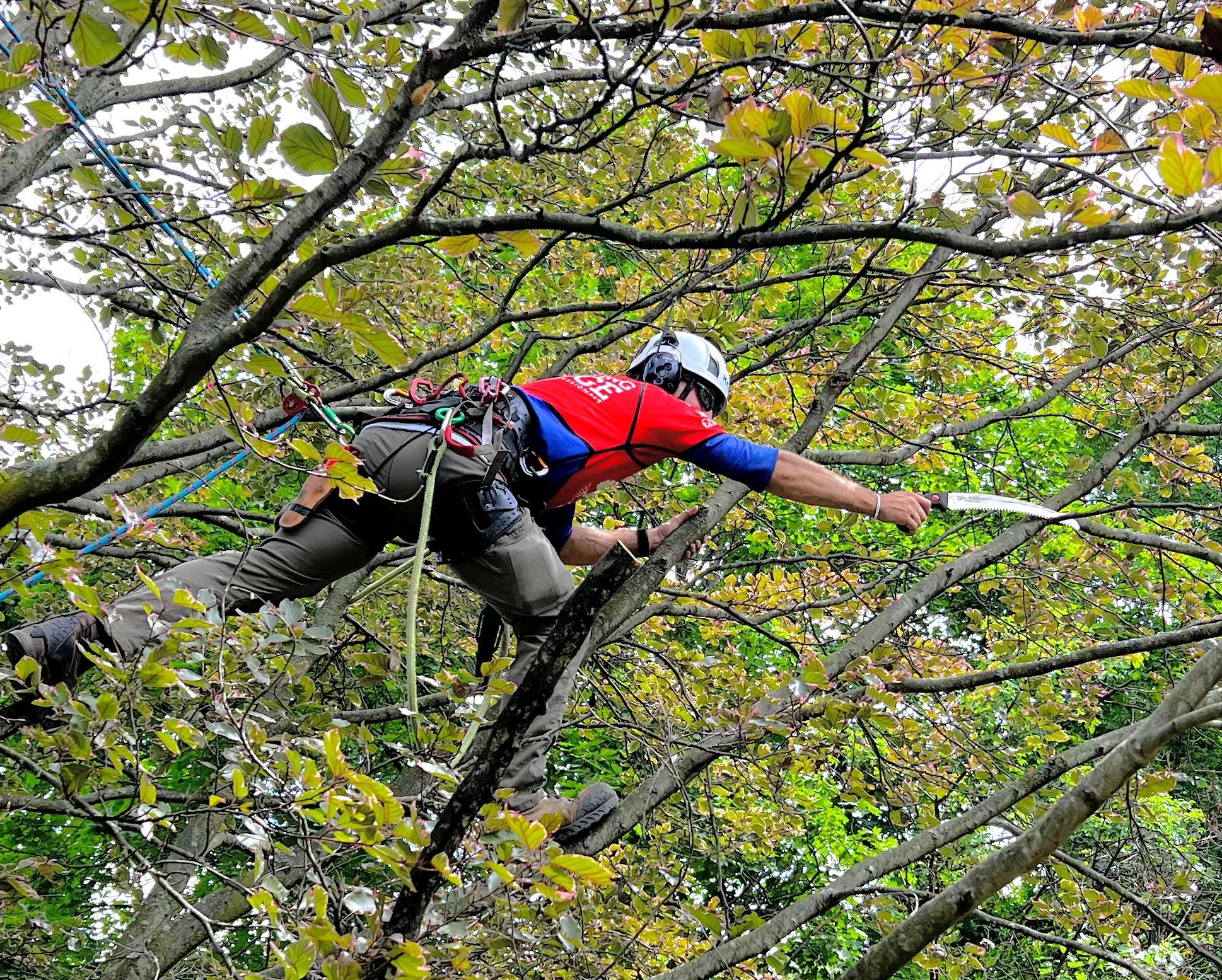 A climbing arborist is pruning a branch high up in a tree