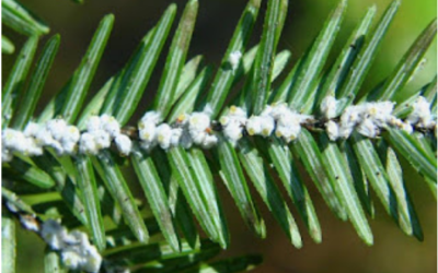 New Invasive Insects: What you can do to protect your Hemlocks