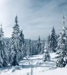 The Intermediate Guide: Winterization of Trees 
