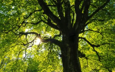 PA Trees and Spring Allergies: Trees you have to know about so you can avoid them