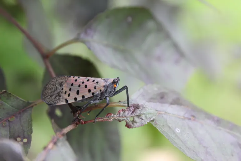 The Spotted Lanternfly in Pennsylvania: A Guide for Fall Prevention