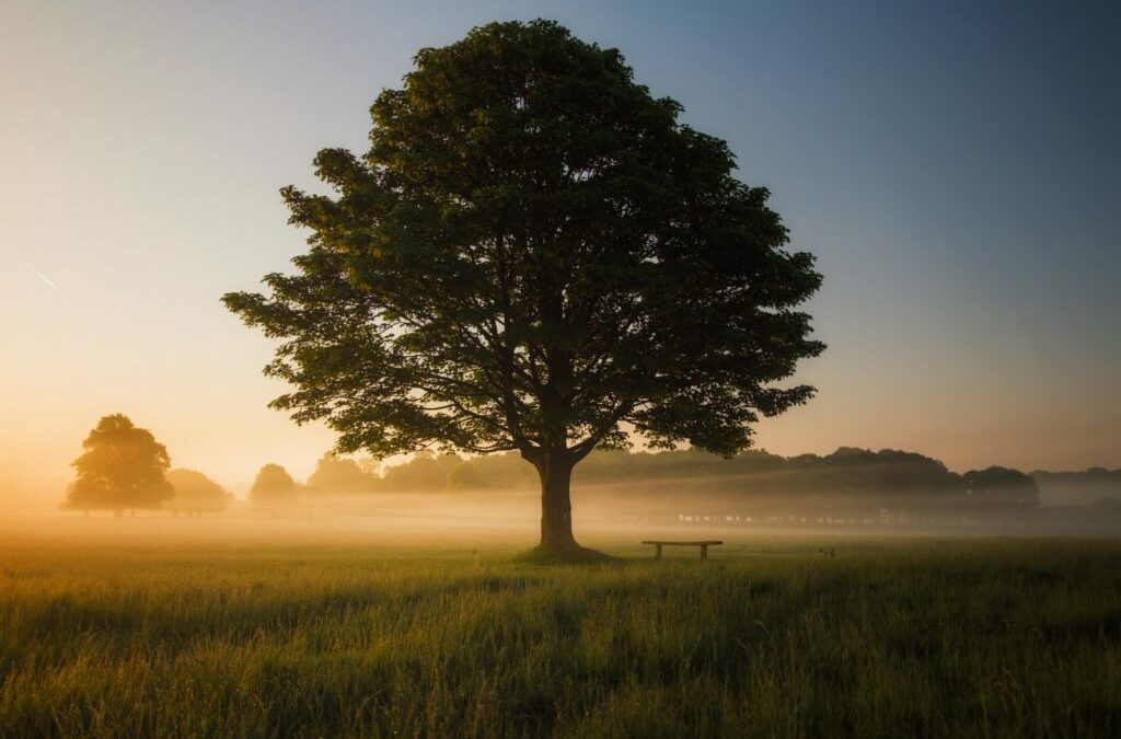 Falling for Oaks: A Seasonal Study of Red Oak and White Oak Trees