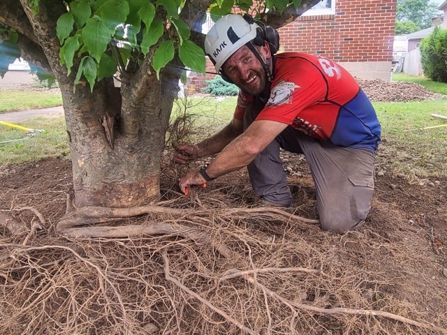 Root pruning by Cutting Edge Tree Professionals improves the health of your tree