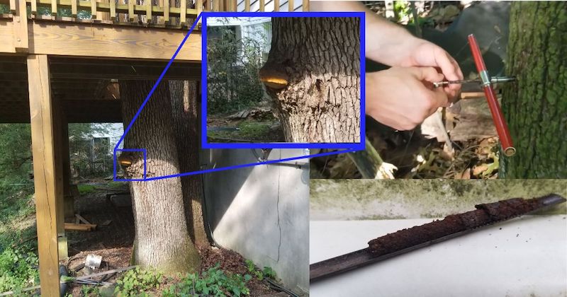 Our Certified Arborists know how to effectively evaluate a tree to uncover the core issue.