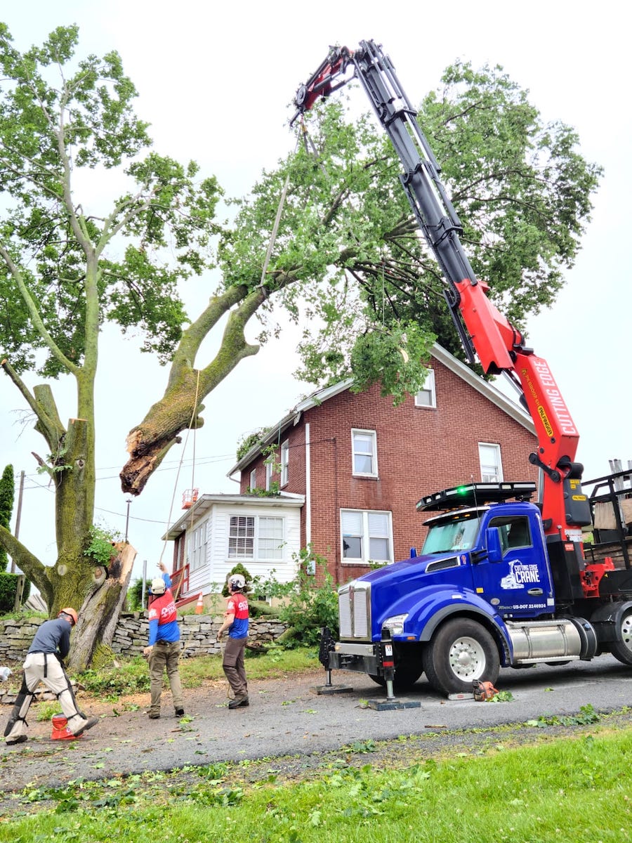 Cutting Edge can safely handle large trees and small trees.