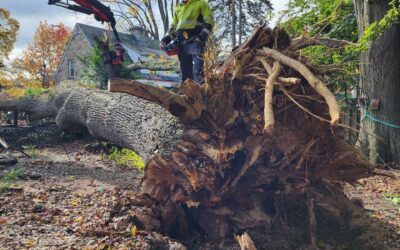 Protecting Trees: Empowering Actions to Prepare for Hurricane Season in the Northeast