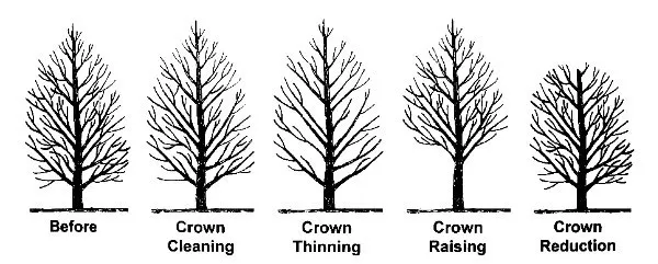 This is a generalized example of the different types of tree pruning. Notice the subtle but significant differences in shape and branching structure.