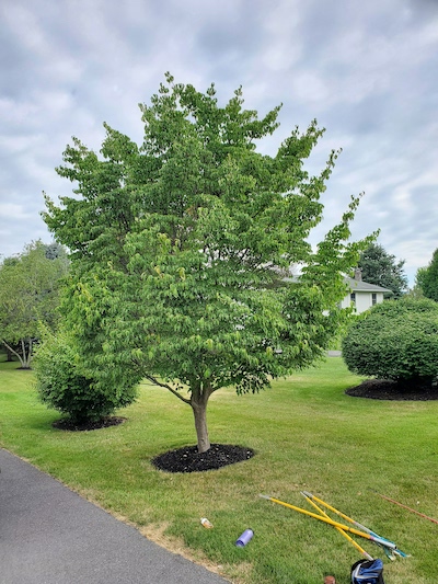 Cutting Edge Tree Preservation Services will help prevent issues and improve tree and shrub strength to increase longevity.
