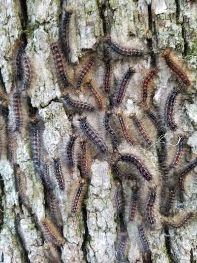 Insects can make your tree their home