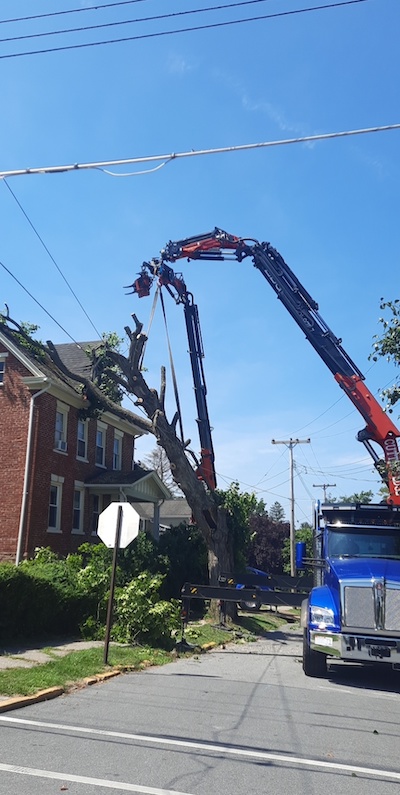 Tree Removal by Cutting Edge safely navigates tight spaces, power lines, streets and people to safely remove trees