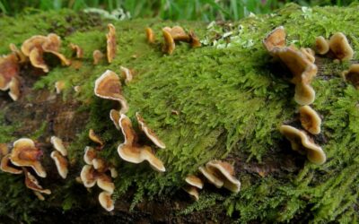 4 Ways to Identify Tree Fungi in Pennsylvania