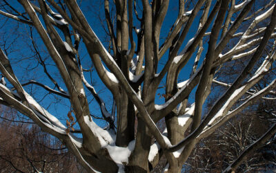 Best Time to Prune 5 Common Trees in Pennsylvania