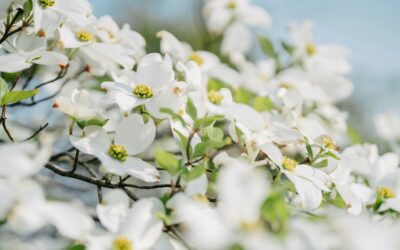 Your Yard in Bloom: Best Flowering Trees in Pennsylvania for a Vibrant Spring Display