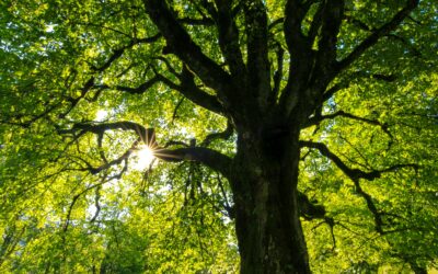 Identifying the Top 5 Pennsylvania Tree Diseases